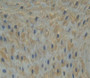 Used in DAB staining on fromalin fixed paraffin- embedded esophagus tissue