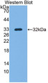 Guanylate Binding Protein 5 (GBP5) Polyclonal Antibody, CAU31750