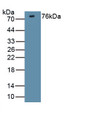 Discs, Large Homolog 4 (DLG4) Polyclonal Antibody, CAU31838