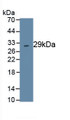 Chymase 1, Mast Cell (CMA1) Polyclonal Antibody, CAU31849