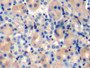 DAB staining on IHC-P; Samples: Mouse Kidney Tissue; Primary Ab: 10µg/ml Rabbit Anti-Mouse TAN1 Antibody Second Ab: 2µg/mL HRP-Linked Caprine Anti-Rabbit IgG Polyclonal Antibody