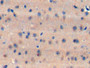 DAB staining on IHC-P; Samples: Mouse Cerebrum Tissue; Primary Ab: 10µg/ml Rabbit Anti-Mouse TAN1 Antibody Second Ab: 2µg/mL HRP-Linked Caprine Anti-Rabbit IgG Polyclonal Antibody