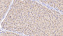 DAB staining on IHC-P; Samples: Human Liver Tissue; Primary Ab: 10µg/ml Rabbit Anti-Human DAO Antibody Second Ab: 2µg/mL HRP-Linked Caprine Anti-Rabbit IgG Polyclonal Antibody