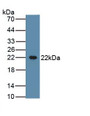 Casein Beta (CSN2) Polyclonal Antibody, CAU31876