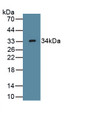 Wingless Type MMTV Integration Site Family, Member 7B (WNT7B) Polyclonal Antibody, CAU31914