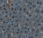 Used in DAB staining on fromalin fixed paraffin- embedded Kidney tissue