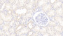 DAB staining on IHC-P; Samples: Human Kidney Tissue;  Primary Ab: 20μg/ml Rabbit Anti-Human IFNa Antibody Second Ab: 2µg/mL HRP-Linked Caprine Anti-Rabbit IgG Polyclonal Antibody 