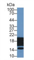 Histone H3 (H3) Polyclonal Antibody, CAU31995