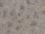 DAB staining on IHC-P; Samples: Mouse Liver Tissue; Primary Ab: 20µg/ml Rabbit Anti-Mouse H3 Antibody Second Ab: 2µg/mL HRP-Linked Caprine Anti-Rabbit IgG Polyclonal Antibody