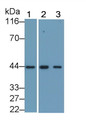 Actin Alpha 2, Smooth Muscle (ACTa2) Monoclonal Antibody, CAU32035