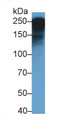 Apolipoprotein B48 (APOB48) Polyclonal Antibody, CAU32052