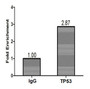 Chromatin Immunoprecipitation Hela (1.2*106) were cross-linked with formaldehyde, sonicated, and immunoprecipitated with 4µg anti-TP53 or a control normal rabbit IgG. The resulting ChIP DNA was quantified using real-time PCR with primers against the P21 promoter.