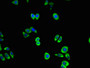 Immunofluorescent analysis of PC-3 cells using CAC07024 at dilution of 1:100 and Alexa Fluor 488-congugated AffiniPure Goat Anti-Rabbit IgG(H+L)