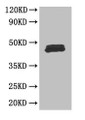 Western Blot; Positive WB detected in: Mouse thymus tissue; All lanes: FOXP3 antibody at 3µg/ml; Secondary; Goat polyclonal to rabbit IgG at 1/50000 dilution; Predicted band size: 48, 44, 50, 45 kDa; Observed band size: 48 kDa