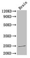 Western Blot; Positive WB detected in: Mouse brain tissue; All lanes: HMGB1 antibody at 3.3µg/ml; Secondary; Goat polyclonal to rabbit IgG at 1/50000 dilution; Predicted band size: 25 kDa; Observed band size: 25 kDa