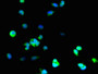 Immunofluorescent analysis of 293T cells using CAC07037 at dilution of 1:100 and Alexa Fluor 488-congugated AffiniPure Goat Anti-Rabbit IgG(H+L)