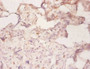 Immunohistochemistry of paraffin-embedded human placenta tissue using CAC07057 at dilution of 1:50