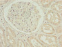 Immunohistochemistry of paraffin-embedded human kidney tissue using CAC07065 at dilution of 1:100