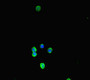 Immunofluorescent analysis of HepG2 cells using CAC07066 at dilution of 1:100 and Alexa Fluor 488-congugated AffiniPure Goat Anti-Rabbit IgG(H+L)