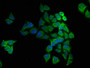 Immunofluorescence staining of Hela cells with CAC07067 at 1:166, counter-stained with DAPI. The cells were fixed in 4% formaldehyde, permeabilized using 0.2% Triton X-100 and blocked in 10% normal Goat Serum. The cells were then incubated with the antibody overnight at 4°C. The secondary antibody was Alexa Fluor 488-congugated AffiniPure Goat Anti-Rabbit IgG(H+L).