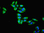 Immunofluorescent analysis of HepG2 cells using CAC07068 at dilution of 1:100 and Alexa Fluor 488-congugated AffiniPure Goat Anti-Rabbit IgG(H+L)