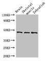 Western Blot; , Positive WB detected in: Mouse brain tissue, Mouse skeletal muscle tissue, Zebrafish tissue; , All lanes: BMP4 antibody at 3µg/ml; , Secondary; , Goat polyclonal to rabbit IgG at 1/50000 dilution; , Predicted band size: 47 kDa; , Observed band size: 47 kDa