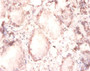 Immunohistochemistry of paraffin-embedded human prostate tissue using CAC07072 at dilution of 1:100
