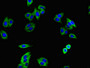 Immunofluorescence staining of HepG2 cells with CAC07073 at 1:400, counter-stained with DAPI. The cells were fixed in 4% formaldehyde, permeabilized using 0.2% Triton X-100 and blocked in 10% normal Goat Serum. The cells were then incubated with the antibody overnight at 4°C. The secondary antibody was Alexa Fluor 488-congugated AffiniPure Goat Anti-Rabbit IgG(H+L).