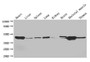 Western Blot; ,Positive WB detected in: Mouse heart tissue, Mouse liver tissue, Mouse spleen tissue, Mouse lung tissue, Mouse kidney tissue, Mouse brain tissue, Mouse skeletal muscle tissue, Mouse thymus tissue; ,All lanes: ACTA1 antibody at 4µg/ml; ,Secondary; ,Goat polyclonal to rabbit IgG at 1/50000 dilution; ,Predicted band size: 43 kDa; ,Observed band size: 43 kDa