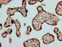 IHC image of CAC07083 diluted at 1:1200 and staining in paraffin-embedded human placenta tissue performed on a Leica BondTM system. After dewaxing and hydration, antigen retrieval was mediated by high pressure in a citrate buffer (pH 6.0). Section was blocked with 10% normal goat serum 30min at RT. Then primary antibody (1% BSA) was incubated at 4°C overnight. The primary is detected by a biotinylated secondary antibody and visualized using an HRP conjugated SP system.