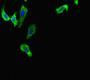 Immunofluorescent analysis of Hela cells using CAC07088 at dilution of 1:100 and Alexa Fluor 488-congugated AffiniPure Goat Anti-Rabbit IgG(H+L)