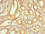 Immunohistochemistry of paraffin-embedded human kidney tissue using CAC07146 at dilution of 1:100