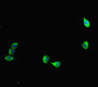 Immunofluorescent analysis of Hela cells using CAC07174 at dilution of 1:100 and Alexa Fluor 488-congugated AffiniPure Goat Anti-Rabbit IgG(H+L)