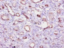 Immunohistochemistry of paraffin-embedded human kidney tissue using CAC07181 at dilution of 1:10