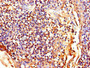 Immunohistochemistry of paraffin-embedded human tonsil tissue using CAC07199 at dilution of 1:100