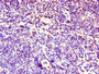 Immunohistochemistry of paraffin-embedded human lymph node tissue using CAC07199 at dilution of 1:100