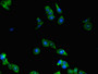 Immunofluorescent analysis of HepG2 cells using CAC07199 at dilution of 1:100 and Alexa Fluor 488-congugated AffiniPure Goat Anti-Rabbit IgG(H+L)