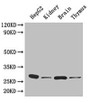 Western Blot; ,Positive WB detected in: HepG2 whole cell lysate, Mouse kidney tissue, Mouse brain tissue, Mouse thymus tissue; ,All lanes: YWHAH antibody at 4.5µg/ml; ,Secondary; ,Goat polyclonal to rabbit IgG at 1/50000 dilution; ,Predicted band size: 29 kDa; ,Observed band size: 29 kDa