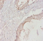 Immunohistochemistry of paraffin-embedded human prostate tissue using CAC07214 at dilution of 1:20