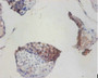 Immunohistochemistry of paraffin-embedded human testis tissue using CAC07215 at dilution of 1:100
