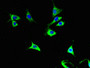 Immunofluorescent analysis of NIH/3T3 cells using CAC07215 at dilution of 1:100 and Alexa Fluor 488-congugated AffiniPure Goat Anti-Rabbit IgG(H+L)