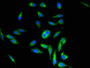 Immunofluorescent analysis of Hela cells using CAC07219 at dilution of 1:100 and Alexa Fluor 488-congugated AffiniPure Goat Anti-Rabbit IgG(H+L)