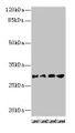 Western blot; All lanes: AQP1 antibody at 16µg/ml; Lane 1: Rat heart tissue; Lane 2: Mouse skeletal muscle tissue; Lane 3: A549 whole cell lysate; Lane 4: 293T whole cell lysate; Secondary; Goat polyclonal to rabbit IgG at 1/10000 dilution; Predicted band size: 29, 20, 24, 17 kDa; Observed band size: 29 kDa