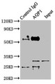 Immunoprecipitating AQP1 in Mouse skeletal muscle tissue; , Lane 1: Rabbit control IgG instead in Mouse skeletal muscle tissue. For western blotting, a HRP-conjugated Protein G antibody was used as the secondary antibody (1/2000); , Lane 2: CAC07222 (8µg) + Mouse skeletal muscle tissue (500µg); , Lane 3: Mouse skeletal muscle tissue (10µg)