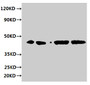 Western blot; All lanes: ERGIC3 antibody at 2µg/ml; Lane 1: HepG2 whole cell lysate; Lane 2: 293T whole cell lysate; Lane 3: Hela whole cell lysate; Lane 4: MCF-7 whole cell lysate; Secondary; Goat polyclonal to rabbit IgG at 1/10000 dilution; Predicted band size: 44, 27 kDa; Observed band size: 44 kDa