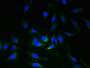Immunofluorescent analysis of Hela cells using CAC07225 at dilution of 1:100 and Alexa Fluor 488-congugated AffiniPure Goat Anti-Rabbit IgG(H+L)