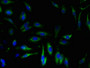 Immunofluorescent analysis of Hela cells using CAC07227 at dilution of 1:100 and Alexa Fluor 488-congugated AffiniPure Goat Anti-Rabbit IgG(H+L)
