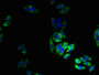 Immunofluorescent analysis of HepG2 cells using CAC07233 at dilution of 1:100 and Alexa Fluor 488-congugated AffiniPure Goat Anti-Rabbit IgG(H+L)