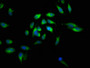 Immunofluorescent analysis of Hela cells using CAC07249 at dilution of 1:100 and Alexa Fluor 488-congugated AffiniPure Goat Anti-Rabbit IgG(H+L)