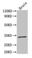 Western Blot; Positive WB detected in: Mouse brain tissue; All lanes: F3 antibody at 4µg/ml; Secondary; Goat polyclonal to rabbit IgG at 1/50000 dilution; Predicted band size: 34, 28 kDa; Observed band size: 34 kDa